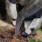 Mamíferos evoluíram 12 vezes para se alimentar só de formigas,