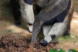 Mamíferos evoluíram 12 vezes para se alimentar só de formigas,