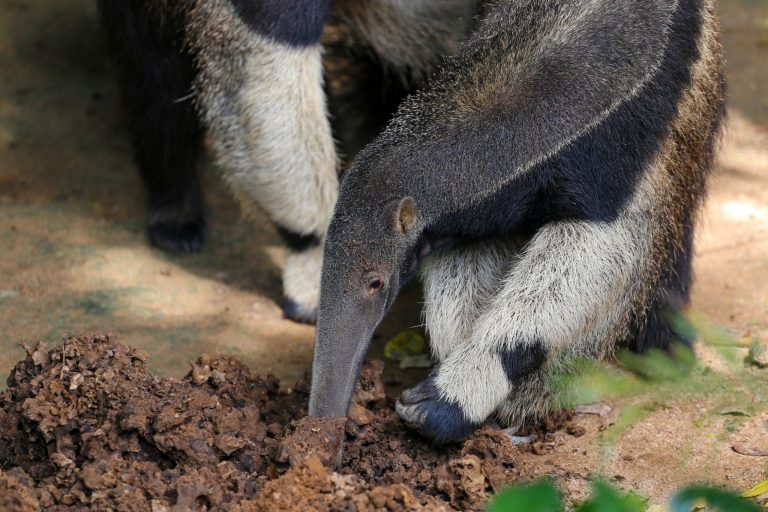 Mamíferos evoluíram 12 vezes para se alimentar só de formigas,