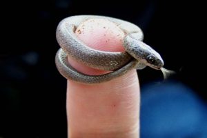 Menor cobra do mundo: espécie perdida reaparece no Caribe
