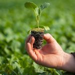 Mil mudas de plantas serão doadas no Dia da Agricultura