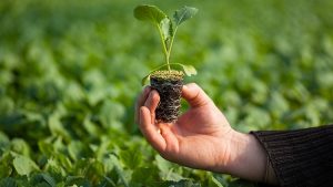 Mil mudas de plantas serão doadas no Dia da Agricultura