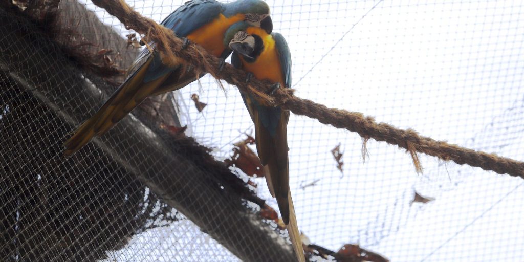 Morte de mais quatro aves fecha ao público zoológico do