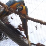 Morte de mais quatro aves fecha ao público zoológico do