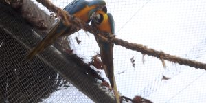 Morte de mais quatro aves fecha ao público zoológico do