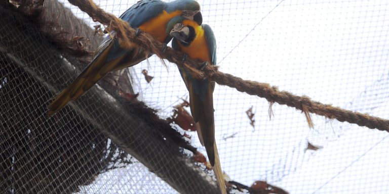 Morte de mais quatro aves fecha ao público zoológico do