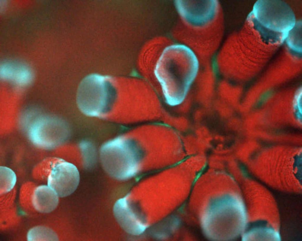 Novo microscópio capta imagens incríveis de corais e vida marinha