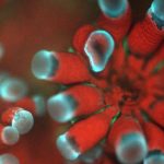 Novo microscópio capta imagens incríveis de corais e vida marinha