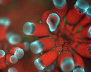 Novo microscópio capta imagens incríveis de corais e vida marinha