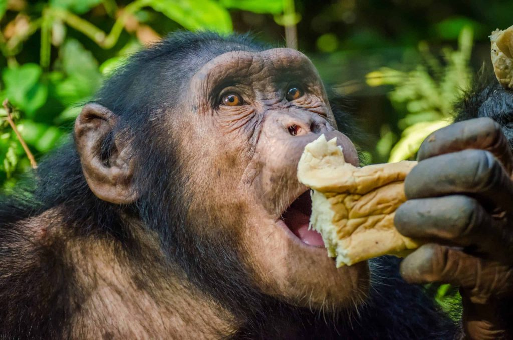 O quão próximo o homem é dos chimpanzés, e por