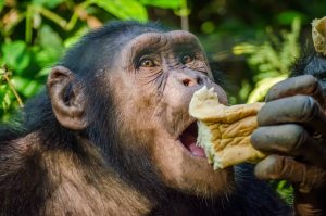 O quão próximo o homem é dos chimpanzés, e por