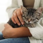 Os gatos são os únicos animais que ronronam?