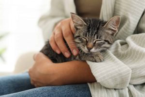 Os gatos são os únicos animais que ronronam?