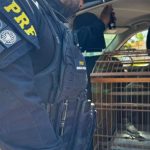 PRF resgata animal silvestre transportado de forma irregular