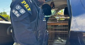 PRF resgata animal silvestre transportado de forma irregular
