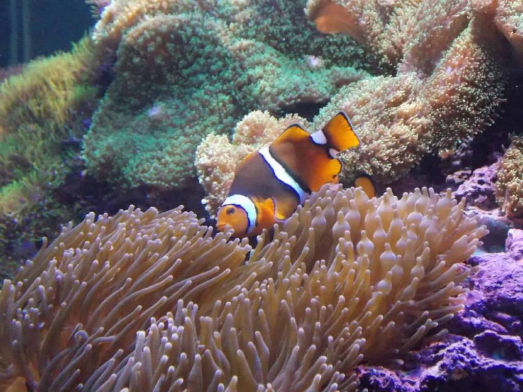 Peixe-palhaço vira fêmea? Entenda a reprodução desse bichinho