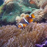 Peixe-palhaço vira fêmea? Entenda a reprodução desse bichinho