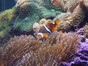 Peixe-palhaço vira fêmea? Entenda a reprodução desse bichinho