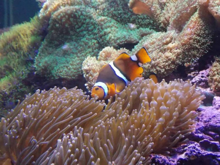 Peixe-palhaço vira fêmea? Entenda a reprodução desse bichinho