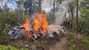 Polícia Civil destrói roça com 10 mil pés de maconha