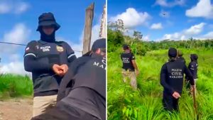 Polícia destrói roça com 10 mil pés de maconha e