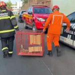 Polícia resgata cinco iguanas presas em piscina seca no MA