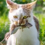 Por que gatos trazem bichos mortos para os tutores?