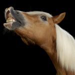 Por que os cavalos dormem em pé? Entenda a ciência
