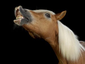 Por que os cavalos dormem em pé? Entenda a ciência