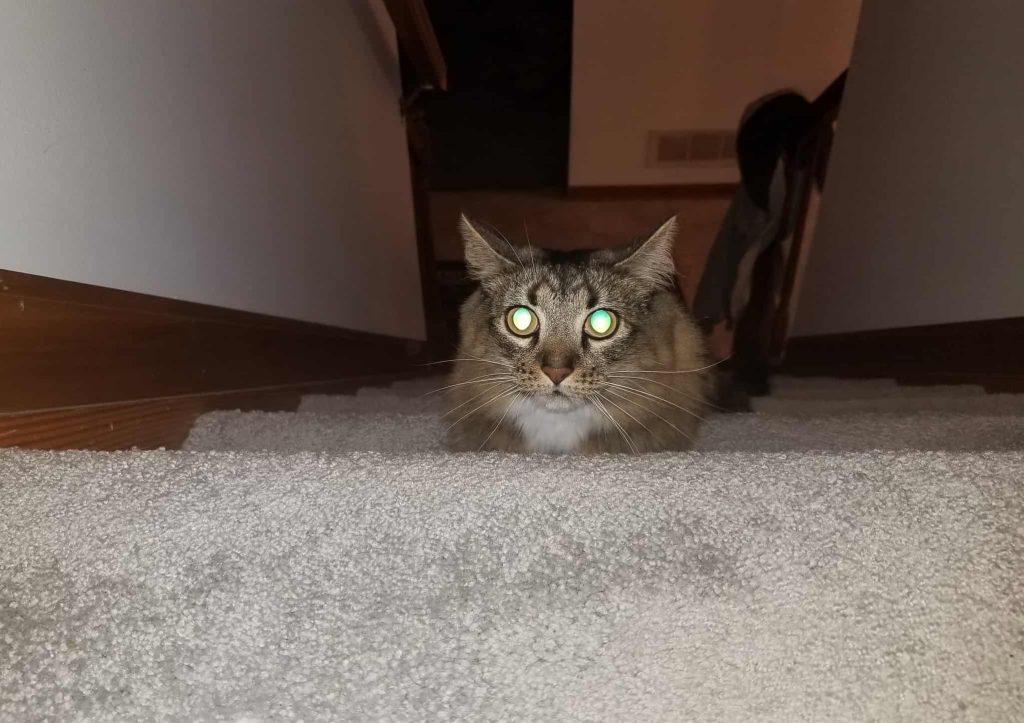 Por que os olhos dos gatos brilham? Resposta pode estar