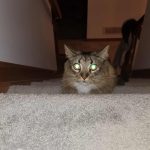 Por que os olhos dos gatos brilham? Resposta pode estar
