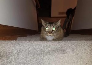 Por que os olhos dos gatos brilham? Resposta pode estar
