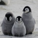 Por que os pinguins não vivem nem visitam o Hemisfério