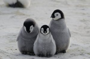 Por que os pinguins não vivem nem visitam o Hemisfério
