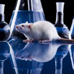 Proibido uso de animais em testes de higiene e beleza
