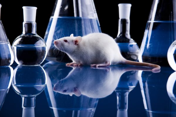 Proibido uso de animais em testes de higiene e beleza