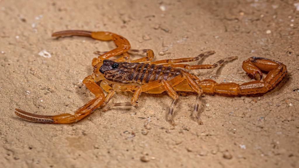 Quais são os principais inimigos dos escorpiões na natureza?