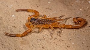 Quais são os principais inimigos dos escorpiões na natureza?