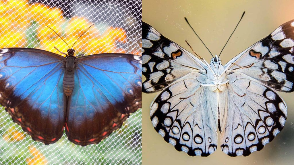 Qual a diferença entre borboleta e mariposa?