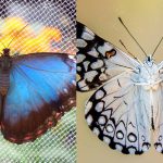 Qual a diferença entre borboleta e mariposa?