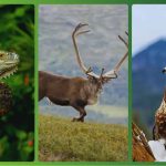 Qual animal tem a melhor visão? Descubra os 8 bichos