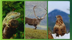 Qual animal tem a melhor visão? Descubra os 8 bichos