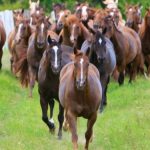 Ração contaminada já matou mais de 240 cavalos no país