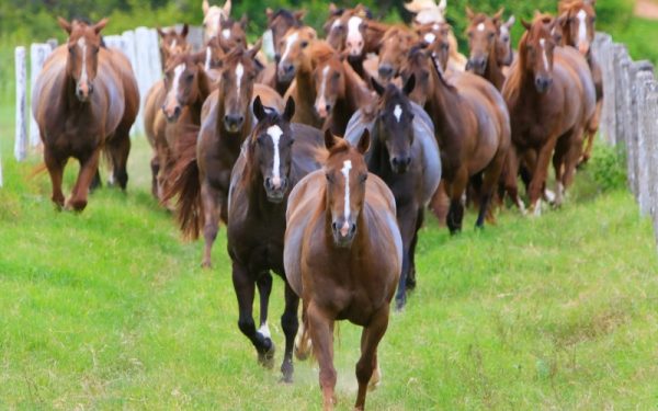 Ração contaminada já matou mais de 240 cavalos no país