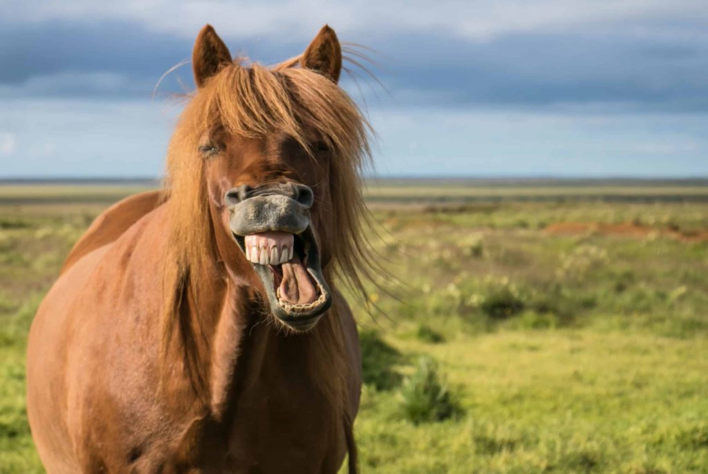 Sabia que cavalos fazem caretas para se comunicar?