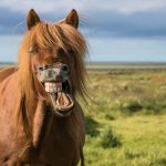 Sabia que cavalos fazem caretas para se comunicar?