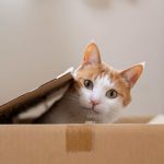 Saiba como ter um gato pode melhorar a saúde, segundo
