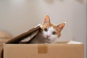 Saiba como ter um gato pode melhorar a saúde, segundo