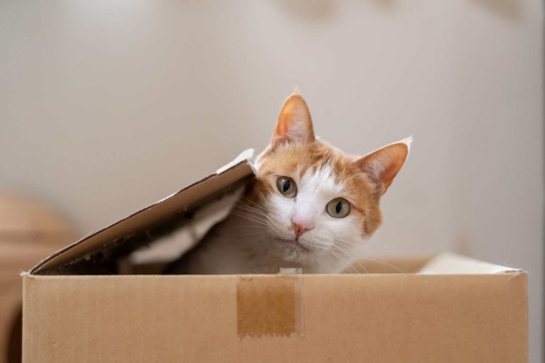 Saiba como ter um gato pode melhorar a saúde, segundo