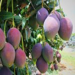 Tarifa de Trump ameaça colapsar exportações de frutas do Vale